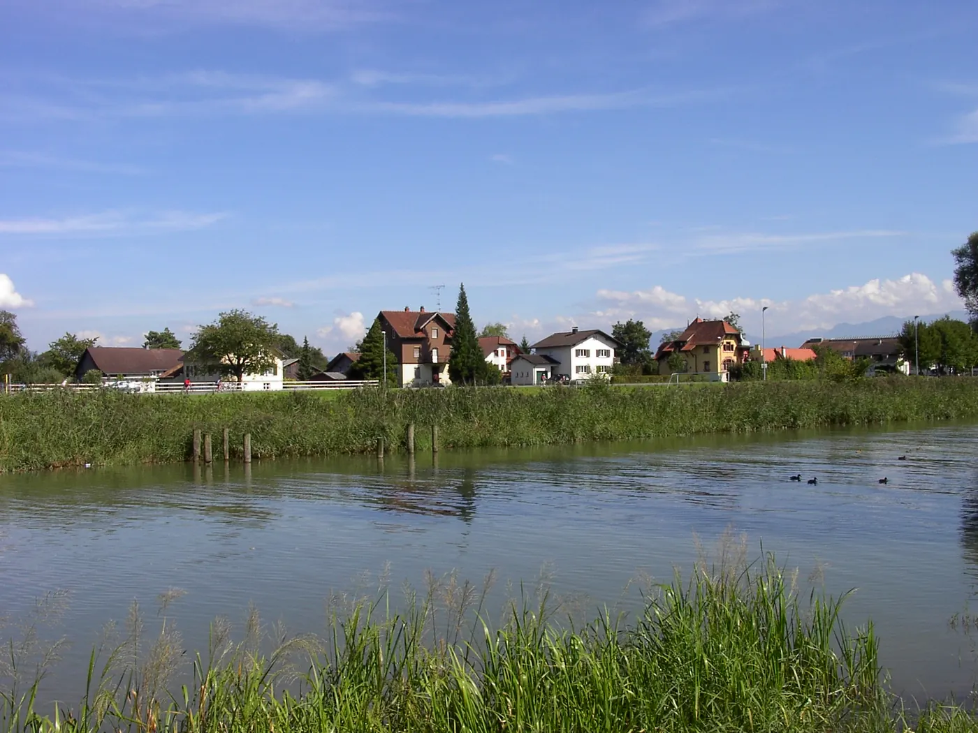 Der Alte Rhein bei Rheineck mit Schilf und Häusern am Ufer
