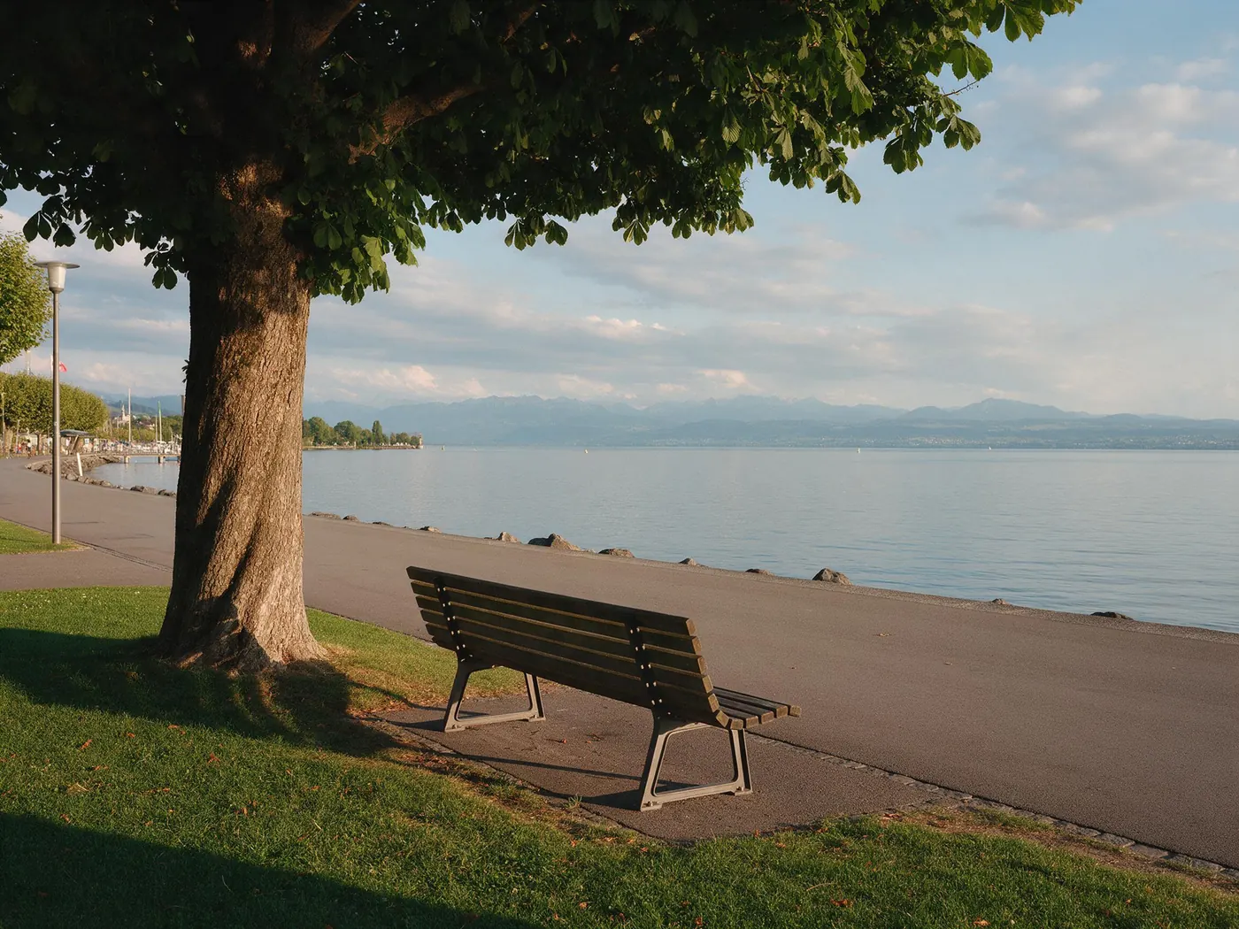 Sitzbank unter einem Baum an der Uferpromenade am Bodensee